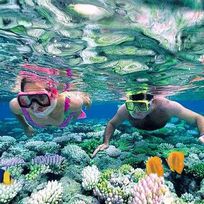 Alistate-Tour de Snorkel en Seychelles