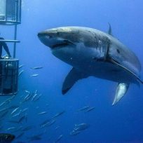 Alistate-Nadar con tiburones en Hawai