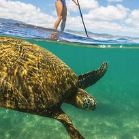 Alistate-Stand up paddle con tortugas