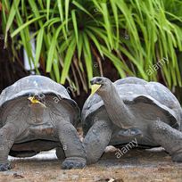 Alistate-Visita Tortugas Gigantes Seychelles