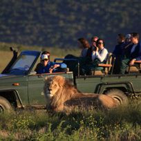 Alistate-Private Tour: Wild Life Safari from Cape Town