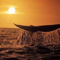 Alistate-Excursión de un día para avistamiento de ballenas desde Ciudad del Cabo