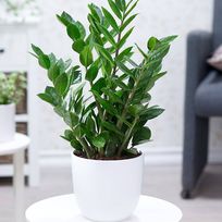 Alistate-planta interior